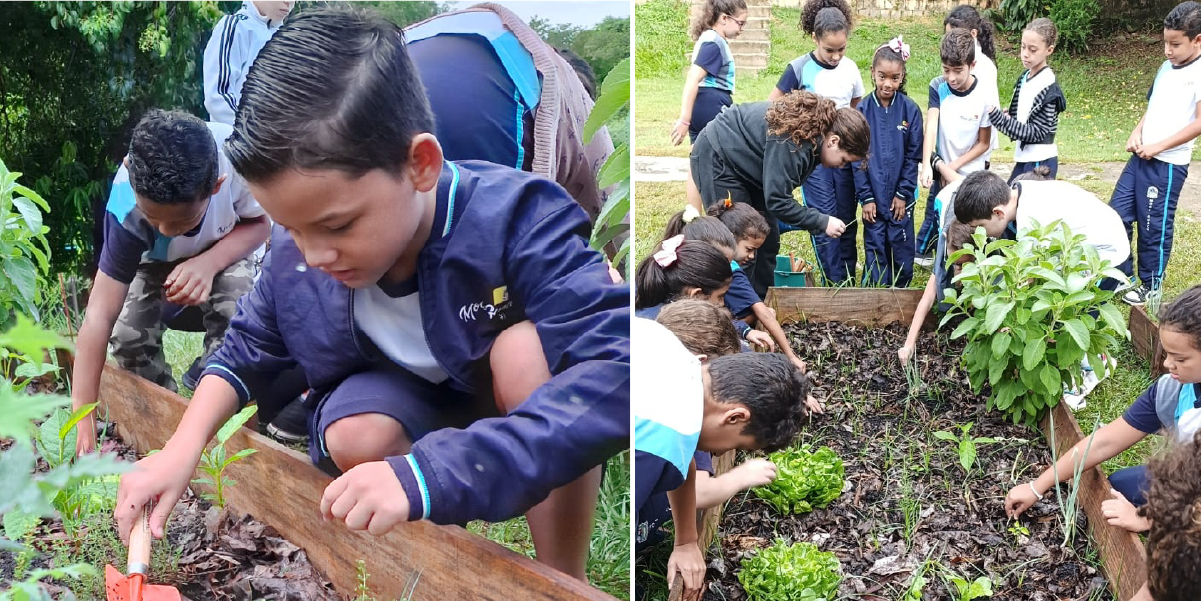 horta escolar Melhores Dias Saudáveis