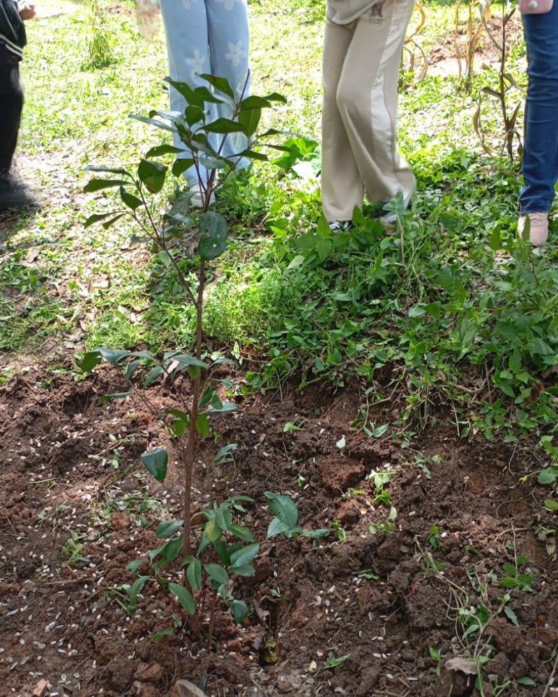 Muda recém-plantada entre os participantes