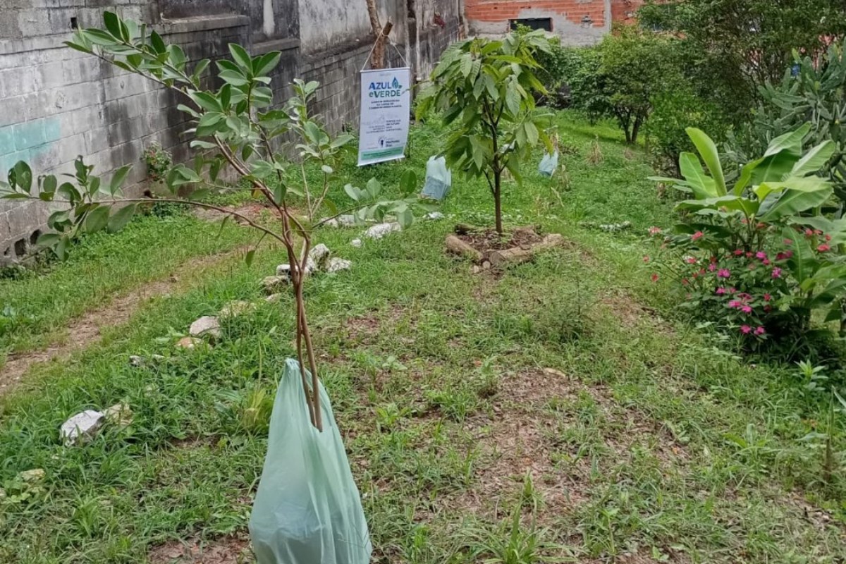 Muda protegida no terreno da escola